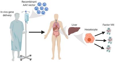 The Immune Response to the fVIII Gene Therapy in Preclinical Models